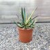 Agave americana (Agáva americká) ´VARIEGATA´ - kont. C6L, výška 15-20 cm, ⌀ ružice 20-30 cm (-10°C)
