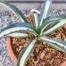 Agave americana (Agáva americká) ´MEDIOPICTA ALBA´ kont. C6L, priemer ružice ⌀ 20-30 cm (-6°C) 