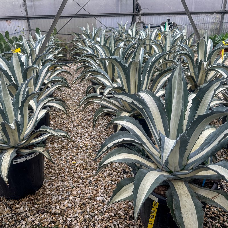 Agáve americká (Agave americana) ´Mediopicta Alba´ - výška 70-90 cm, kont. C45L - EXEMPLÁR (-6°C)