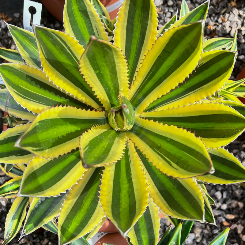 Agave Lophantha (Agáva hrebeňovitá) ´QUADRICOLOR´ - kont. C6L, výška 10-20 cm, ⌀ 20-30 cm (-6°C)