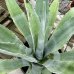 Agave americana (Agáva americká) - kont. C15L, výška 70-90 cm, ⌀ 80-100 cm (-7°C)