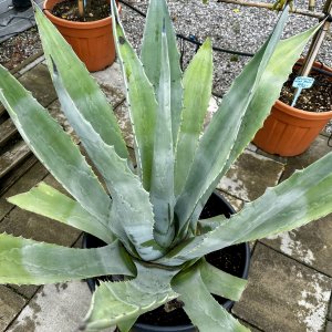 Agave americana (Agáva americká) - kont. C15L, výška 70-90 cm, ⌀ 80-100 cm (-7°C)