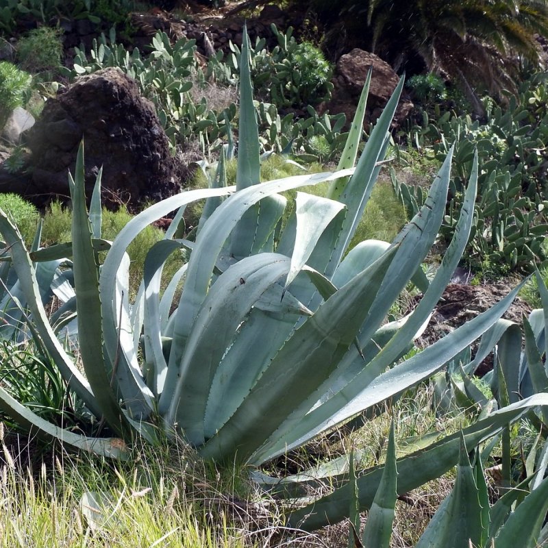 Agave americana (Agáve americké), kont. C6L, výška: 10-15 cm, priemer ružice: 20-30cm (-10°C)