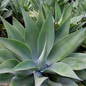 Agáve ´ATTENUATA´, kont. C20L, priemer ružice 60-80 cm, (-3°C) 