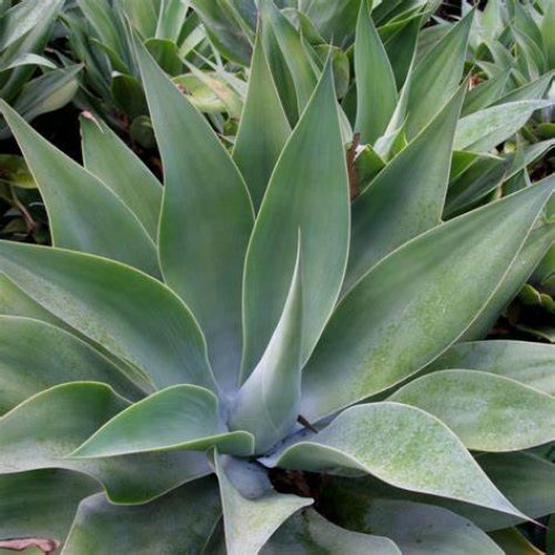 Agáve ´ATTENUATA´, kont. C20L, priemer ružice 60-80 cm, (-3°C) 