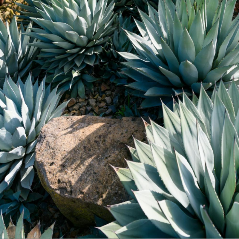 Agave (Agáva) ´NEOMEXICANA´ - kont. C50L, výška 40-60 cm, Ø 40-60 cm (-25°C)