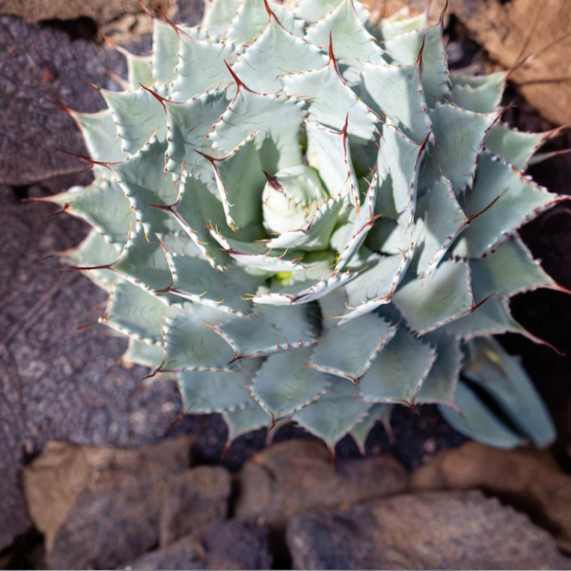 Agave potatorum (Agáva mezcalová) - kont. C35L, výška 70-80 cm, Ø 100-120 cm (-4°C)