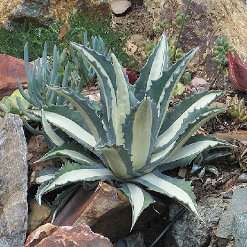 Agave americana (Agáva americká) ´MEDIOPICTA ALBA´ kont. C6L, priemer ružice ⌀ 20-30 cm (-6°C) 