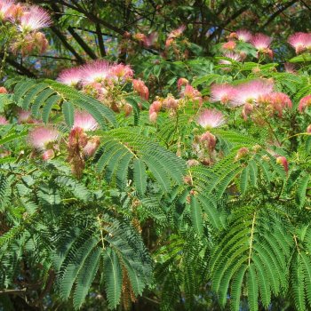 Albizia julibrissin (Albízia ružová) - kont. C9L, výška 150-180 cm, obvod kmeňa 4/6 cm, (-21°C) - NA KMIENKU 