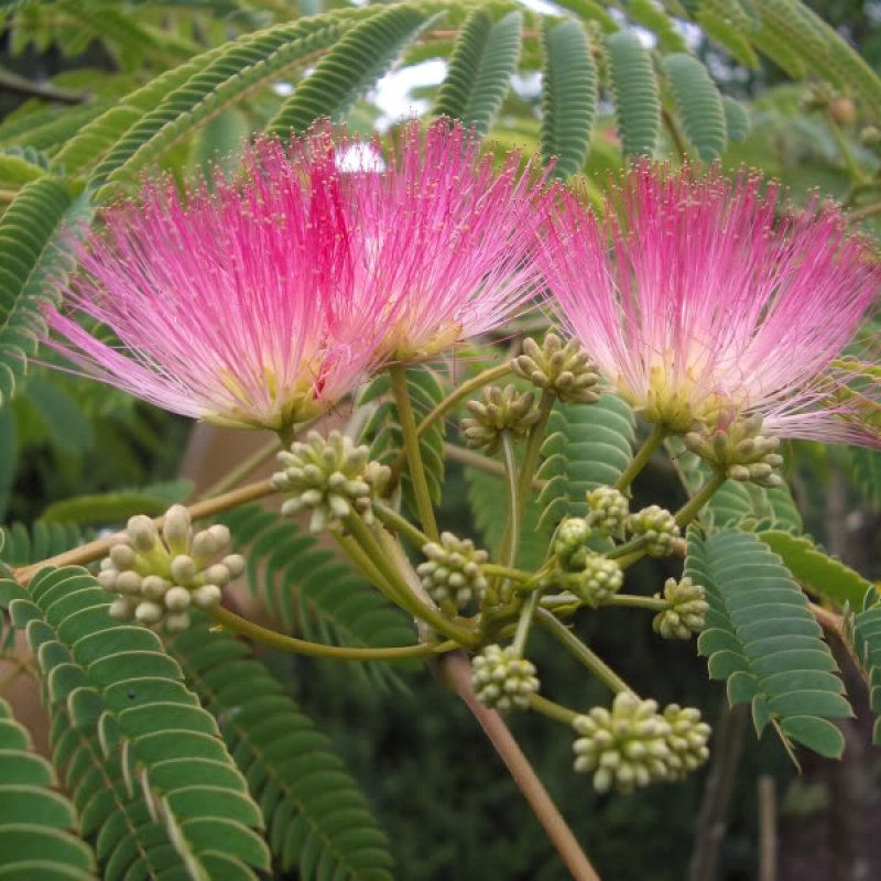 Albizia Julibrissin (Albízia ružová) ´OMBRELLA®´ - výška: 200-210 cm, kont. C90L, obvod kmeňa: 18/20 cm (-21°C)