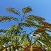 Albizia Julibrissin (Albízia ružová) ´OMBRELLA®´ - výška: 200-210 cm, kont. C90L, obvod kmeňa: 18/20 cm (-21°C)