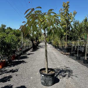 Albizia Julibrissin (Albízia ružová) - kont. C18L, výška 250-300 cm, obvod kmeňa: 6/8 cm