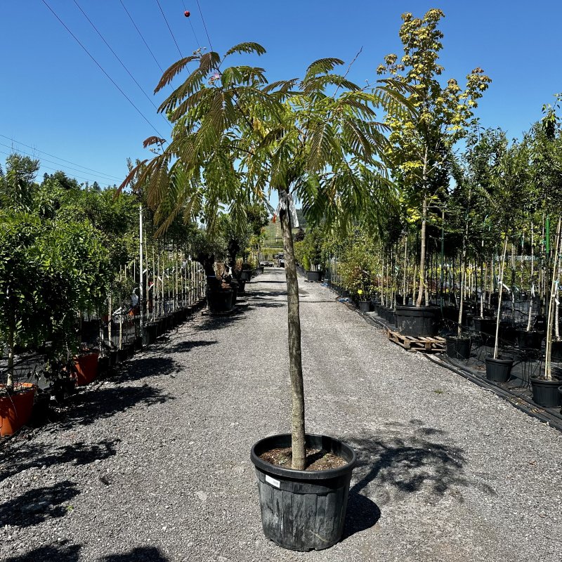 Albizia Julibrissin (Albízia ružová) - kont. C18L, výška 250-300 cm, obvod kmeňa: 6/8 cm