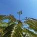 Albizia Julibrissin (Albízia ružová) ´OMBRELLA®´ - výška: 200-210 cm, kont. C90L, obvod kmeňa: 18/20 cm (-21°C)