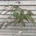Albizia julibrissin (Albízia ružová) - kont. C9L, výška 150-180 cm, obvod kmeňa 4/6 cm, (-21°C) - NA KMIENKU 