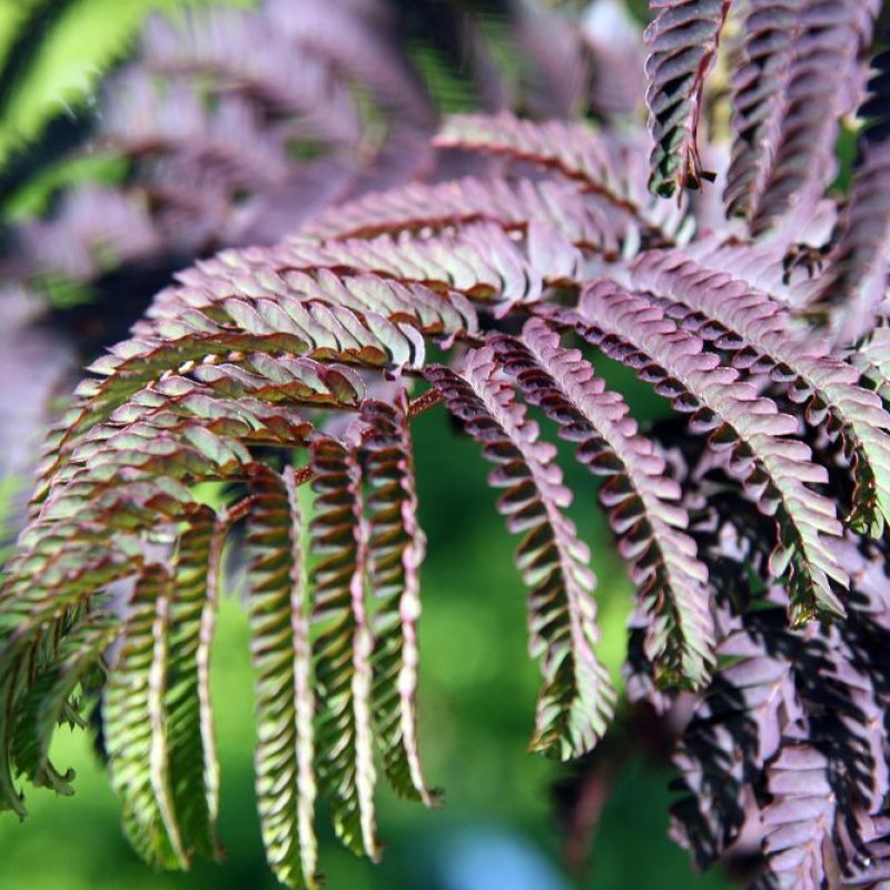 Albizia julibrissin (Albízia čokoládová) ´SUMMER CHOCOLATE´® - kont. C3L, výška 30-50 cm (-21°C)