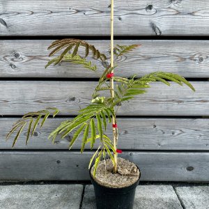 Albízia julibrissin (Albízia čkoládová)  ´CHOCOLATE FOUNTAIN´ ® -  40-60 cm, kont. C3L 