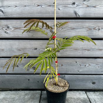 Albízia julibrissin (Albízia čkoládová)  ´CHOCOLATE FOUNTAIN´ ® -  40-60 cm, kont. C3L 