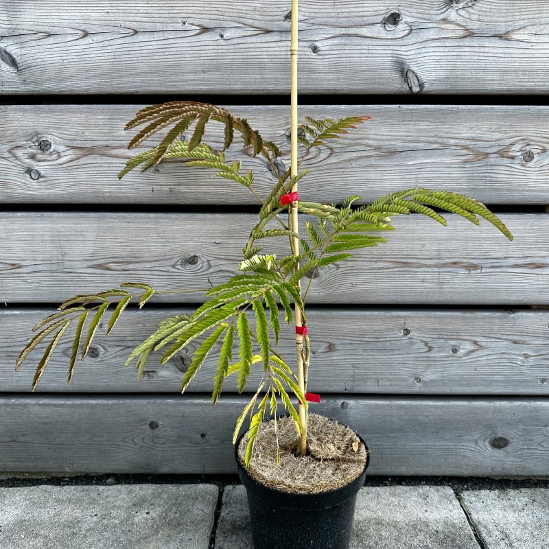 Albízia julibrissin (Albízia čkoládová)  ´CHOCOLATE FOUNTAIN´ ® -  40-60 cm, kont. C3L 