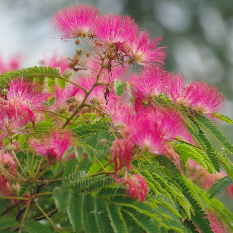 Albizia Julibrissin (Albízia ružová) - kont. C18L, výška 120-150 cm, obvod kmeňa: 8/10 cm