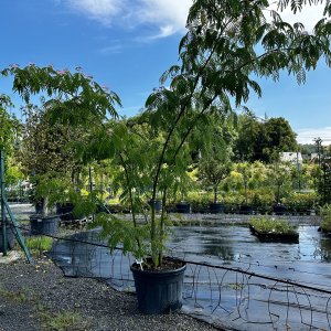 Albizia Julibrissin (Albízia ružová) - kont. C130L, výška 300-350 cm - VIACKMENNÁ