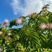 Albizia Julibrissin (Albízia ružová) výška: 200-250 cm, kont. C180L (-21°C) - VIACKMENNÁ