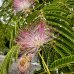 Albizia Julibrissin (Albízia ružová) výška: 200-250 cm, kont. C180L (-21°C) - VIACKMENNÁ