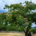 Albizia Julibrissin (Albízia ružová) ´OMBRELLA®´ - kont. C7L, výška 70-90 cm