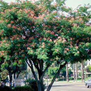 Albizia Julibrissin (Albízia ružová) výška: 200-250 cm, kont. C180L (-21°C) - VIACKMENNÁ