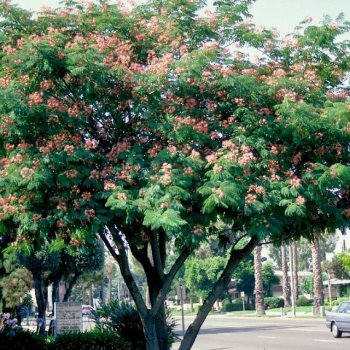 Albizia Julibrissin (Albízia ružová) výška: 200-250 cm, kont. C180L (-21°C) - VIACKMENNÁ