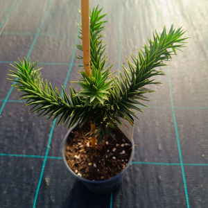 Araucaria araucana (Araukária andská) - kont. C1,5L, výška: 15-25 cm (-15°C)