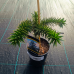 Araucaria araucana (Araukária andská) - kont. C1,5L, výška: 15-25 cm (-15°C)