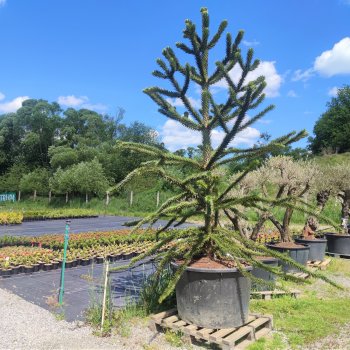 Araucaria araucana (Araukária andská) ´IMBRICATA´, kont. C450L, výška: 300-400 cm (-15°C) - EXEMPLÁR