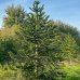 Araucaria araucana (Araukária andská) - kont. C3L, výška: 25-35 cm (-18°C)