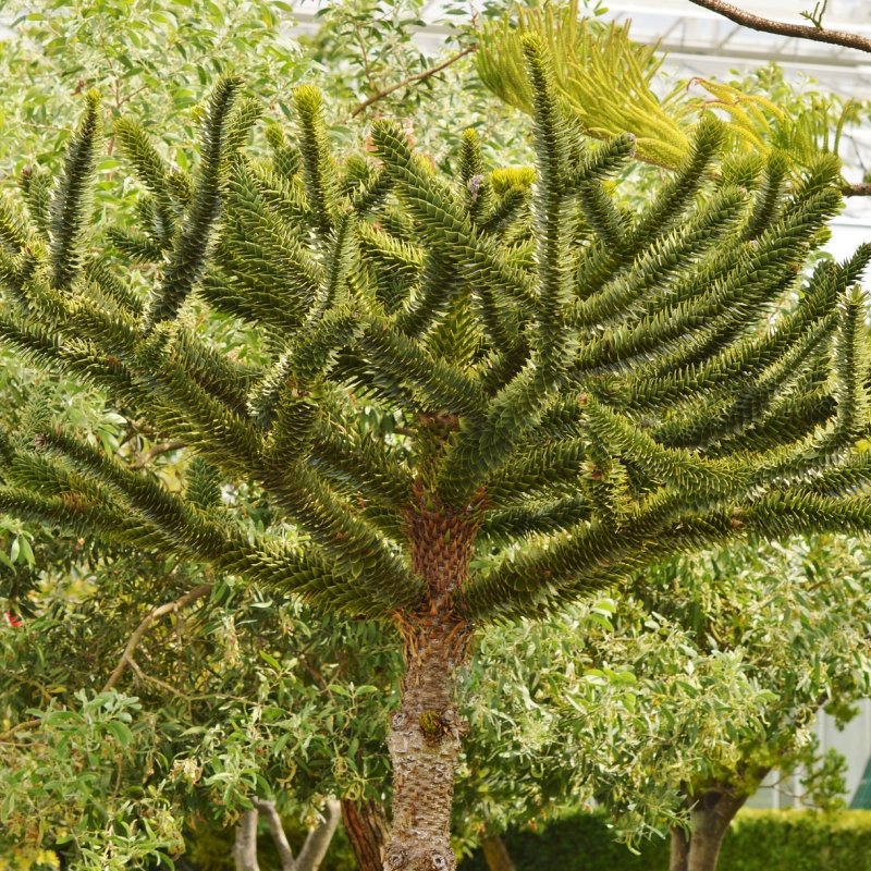 Araucaria araucana (Araukária andská)  ´IMBRICATA´ (Blahočet čilský) - výška 100-120 cm, kont. C35L (-18°C)