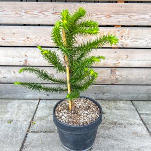 Araucaria araucana (Araukária andská) - kont. C3L, výška: 25-35 cm (-18°C)