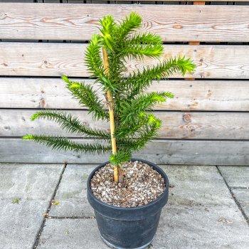 Araucaria araucana (Araukária andská) - kont. C3L, výška: 25-35 cm (-18°C)