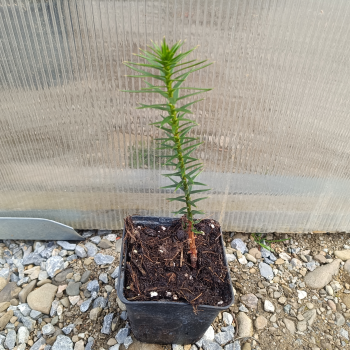 Araucaria araucana (Araukária andská) - kont. P9, výška: 10-15 cm (-15°C)