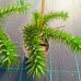 Araucaria araucana (Araukária andská) - kont. C1,5L, výška: 15-25 cm (-15°C)