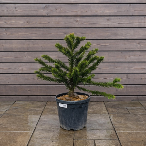 Araucaria araucana (Araukária andská) ´IMBRICATA´ - kont. C25L, výška: 60-80 cm (-18°C)