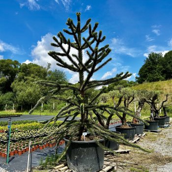 Araucaria araucana (Araukária andská) ´IMBRICATA´ - kont. C700L, výška 350-400 cm  (-18°C)