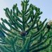 Araucaria araucana (Araukária andská) ´IMBRICATA´, kont. C450L, výška: 300-400 cm (-15°C) - EXEMPLÁR
