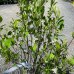 Aronia prunifolia (Arónia čerešnolistá) ´VIKING´, kont. C10L, výška: 60-90 cm