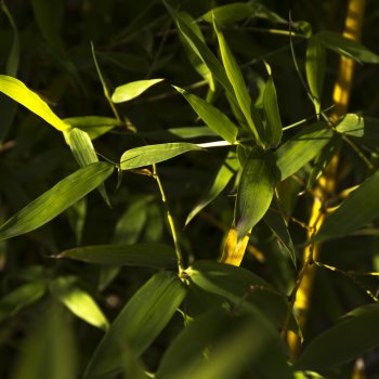 Phyllostachys (Zlatý bambus) ´AUREA´ - výška 180-220 cm, kont. C10L (–18 °C)