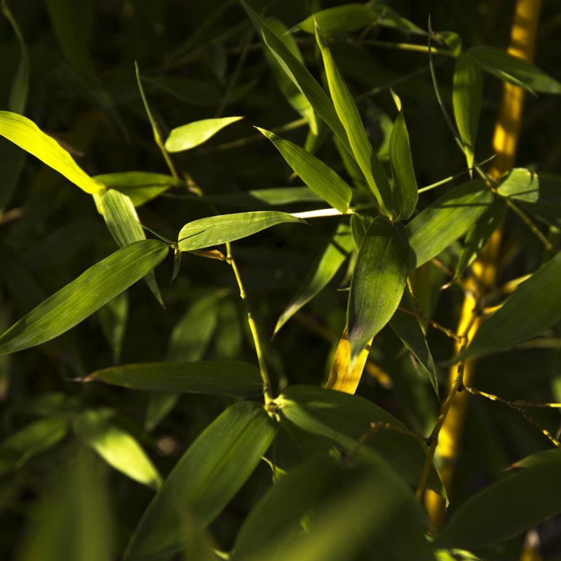Phyllostachys (Zlatý bambus) ´AUREA´ - výška 180-220 cm, kont. C10L (–18 °C)
