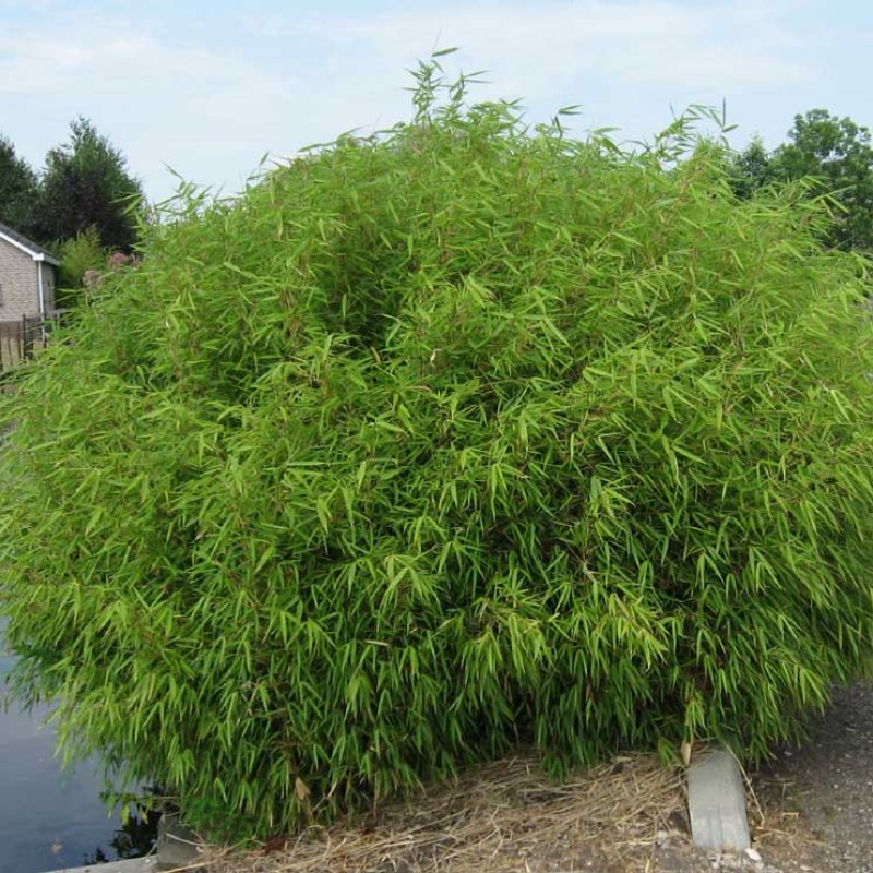 Fargesia (Bambus) ´RUFA´, kont. C1L, výška: 15-25 cm (-20°C)