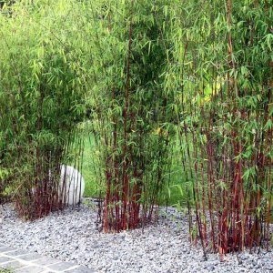 Fargesia Jiuzhaigou, Bambus ´RED PANDA´, kont. C1L, výška: 50-80 cm (-27°C)