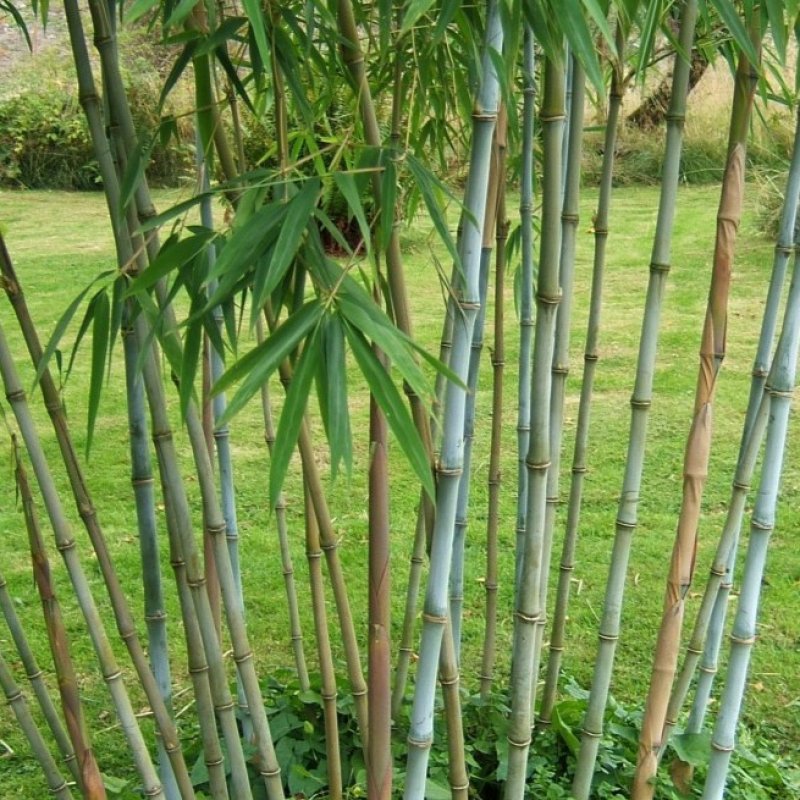 Fargesia papyrifera (Modrý bambus) ´GREX´, kont. C5L, výška: 50-80 cm (-20°C)