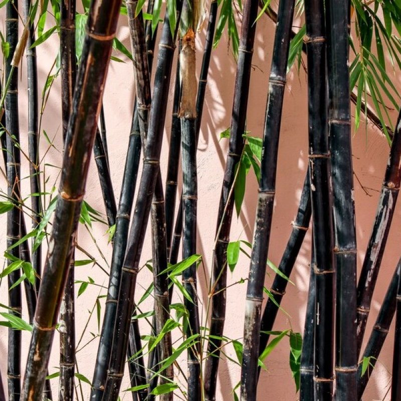 Phyllostachys nigra (Bambus čierny), kont. C2L, výška: 40-50 cm (-16°C)