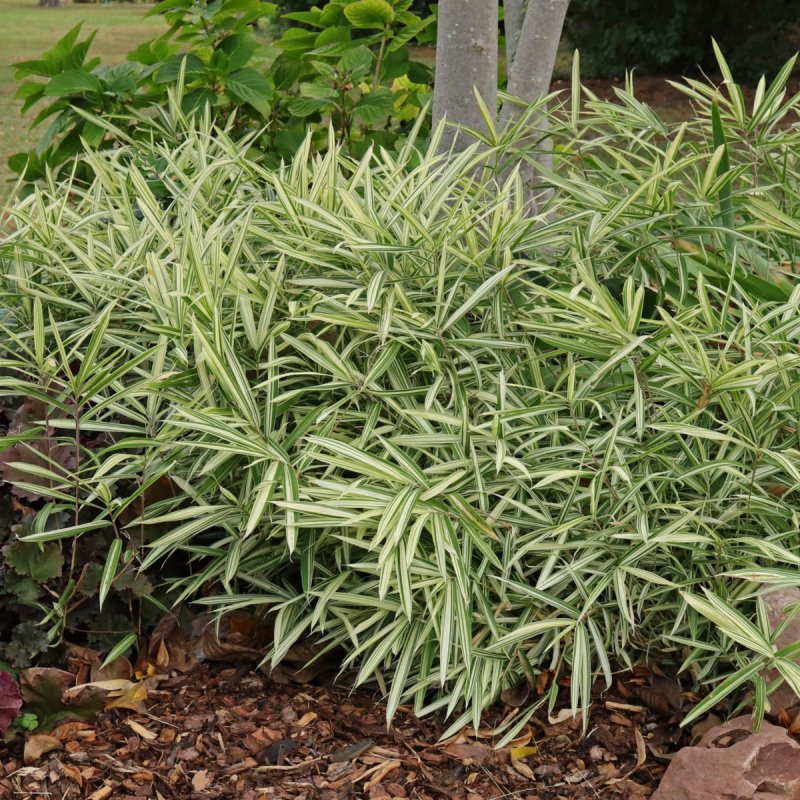 Pleioblastus fortunei (Bambus)  ´VARIEGATA´ kont. C3L, výška: 10-20 cm (-20°C)